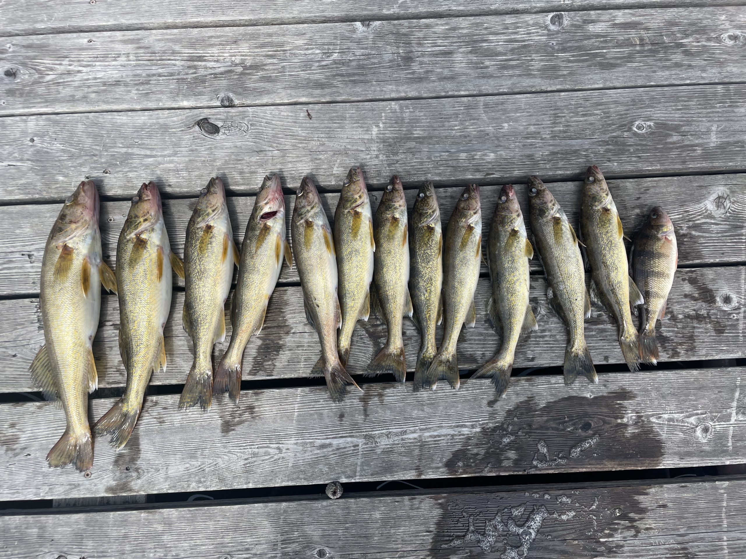 A group of eleven freshly caught fish are laid out in a neat row on wooden planks, likely part of a dock. The fish have a silvery-grey color with hints of yellow and green, and some show signs of blood near their heads. The planks show wear and light wet spots—a true testament to the day's Lake Vermillion fishing report.