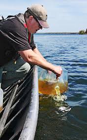 A DNR Biologist carefully pours Walleye Fry into a lake in hopes of boosting the lakes population.